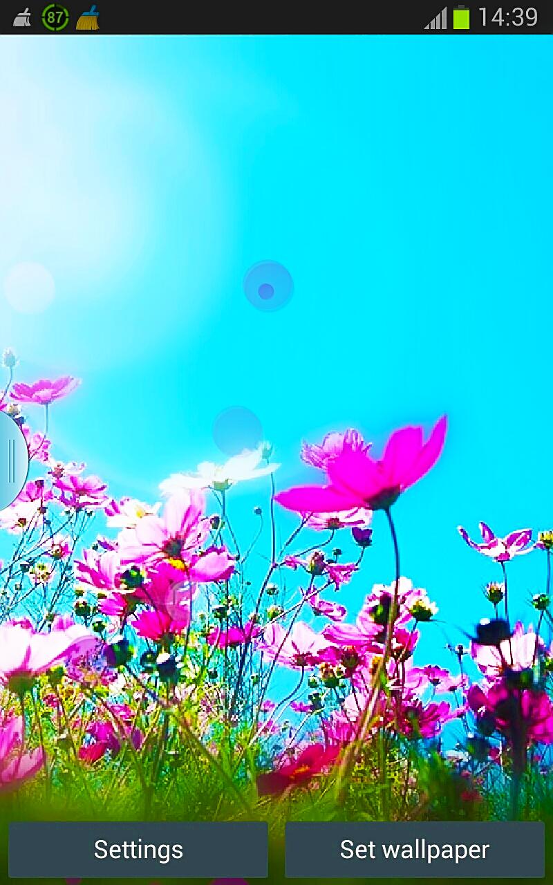 Summer n Flowers HD Wallpaper